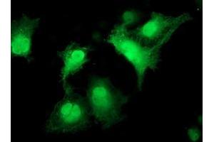 Immunofluorescence (IF) image for anti-Cyclin-Dependent Kinase 2 (CDK2) antibody (ABIN1497400) (CDK2 抗体)