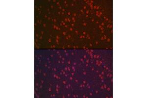 Immunofluorescence analysis of mouse brain using [KO Validated] NeuN Rabbit pAb (ABIN3021158, ABIN3021159, ABIN1513254, ABIN1514400 and ABIN6214040) at dilution of 1:100 (40x lens). (NeuN 抗体  (AA 1-220))