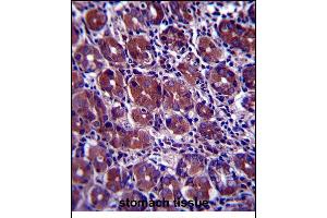 GOPC Antibody (C-term) (ABIN657393 and ABIN2846434) immunohistochemistry analysis in formalin fixed and paraffin embedded human stomach tissue followed by peroxidase conjugation of the secondary antibody and DAB staining. (GOPC 抗体  (C-Term))