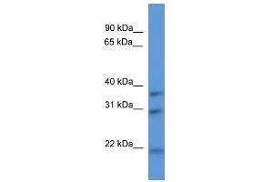 Western Blot showing Necap1 antibody used at a concentration of 1-2 ug/ml to detect its target protein.