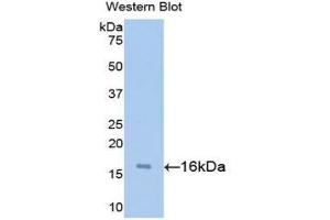 Western Blotting (WB) image for anti-Synuclein, alpha (SNCA) (AA 1-140) antibody (ABIN1715843) (SNCA 抗体  (AA 1-140))