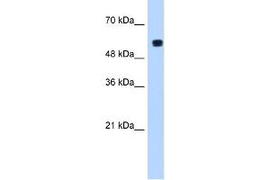 WB Suggested Anti-PUF60 Antibody  Titration: 1. (PUF60 抗体  (C-Term))
