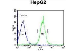 Flow cytometric analysis of HepG2 cells (right histogram) compared to a negative control cell (left histogram) using PLA2G6  Antibody , followed by FITC-conjugated goat-anti-rabbit secondary antibodies. (PLA2G6 抗体  (Middle Region))