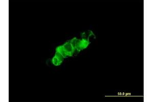 Immunofluorescence of purified MaxPab antibody to GPRC5C on 293 cell. (GPRC5C 抗体  (AA 1-453))
