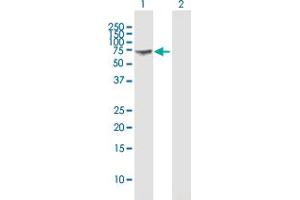 Western Blot analysis of GBP1 expression in transfected 293T cell line by GBP1 MaxPab polyclonal antibody.
