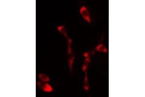 ABIN6267456 staining 293 cells by IF/ICC.