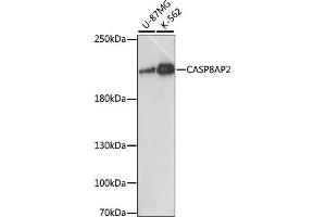 Western blot analysis of extracts of various cell lines, using C antibody (ABIN7266108) at 1:1000 dilution.