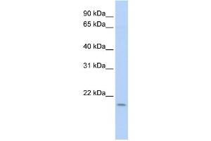 Western Blotting (WB) image for anti-Polymerase (DNA Directed), epsilon 3 (p17 Subunit) (POLE3) antibody (ABIN2460013) (POLE3 抗体)