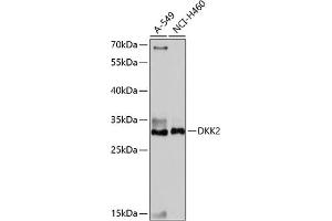 Western blot analysis of extracts of various cell lines, using DKK2 antibody (ABIN7266756) at 1:1000 dilution. (DKK2 抗体  (C-Term))