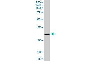 DHRS9 MaxPab polyclonal antibody. (DHRS9 抗体  (AA 1-319))