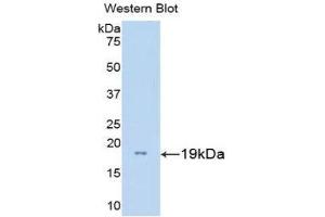 Western Blotting (WB) image for anti-Gonadotropin-Releasing Hormone 1 (Luteinizing-Releasing Hormone) (GNRH1) (AA 22-140) antibody (FITC) (ABIN1859037) (GNRH1 抗体  (AA 22-140) (FITC))