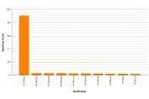 Histone H3K4me1 antibody (rAb) specificity tested by peptide array analysis. (Recombinant Histone 3 抗体  (H3K4me))
