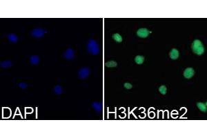 Immunofluorescence (IF) image for anti-Histone 3 (H3) (H3K36me2) antibody (ABIN3016036)