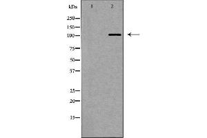Western blot analysis of 293 cell lysate, using MERTK Antibody. (MERTK 抗体  (Internal Region))