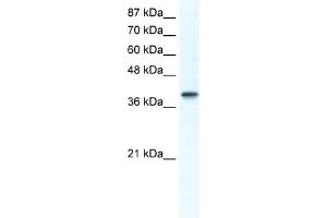 WB Suggested Anti-TCFAP4 Antibody Titration:  1. (TFAP4 抗体  (Middle Region))