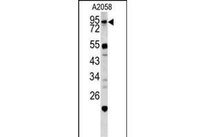Western blot analysis of CALD1 antibody (Center) (ABIN390542 and ABIN2840882) in  cell line lysates (35 μg/lane). (Caldesmon 抗体  (AA 428-457))