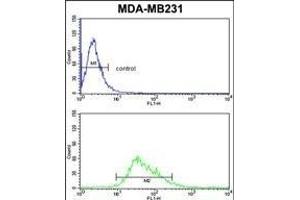 CYP21A2 Antibody (Center) (ABIN652409 and ABIN2842001) flow cytometric analysis of MDA-M cells (bottom histogram) compared to a negative control cell (top histogram). (CYP21A2 抗体  (AA 216-246))