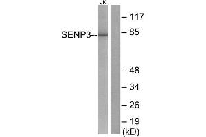 Western Blotting (WB) image for anti-SUMO/sentrin Specific Peptidase 3 (SENP3) (N-Term) antibody (ABIN1848843) (SENP3 抗体  (N-Term))