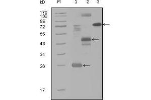 Western blot analysis using MAP4K4 mouse mAb against truncated Trx-MAP4K4 recombinant protein (1), MBP-MAP4K4 (aa300-400) recombinant protein (2) and MAP4K4(aa194-436)-hIgGFc transfected CH0-K1 cell lysate(3). (MAP4K4 抗体  (AA 400-500))