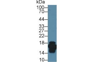 Western Blot; Sample: Mouse Small intestine lysate; Primary Ab: 1µg/ml Rabbit Anti-Mouse FABP2 Antibody Second Ab: 0. (FABP2 抗体  (AA 2-132))