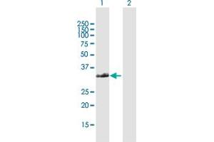 Western Blot analysis of FAM64A expression in transfected 293T cell line by FAM64A MaxPab polyclonal antibody.