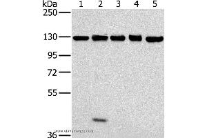 Western blot analysis of NIH/3T3, 231, hela, K562 and 293T cell, using MATR3 Polyclonal Antibody at dilution of 1:400 (MATR3 抗体)