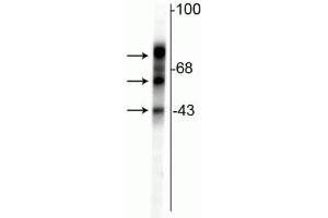 Western blot of rat cortical lysate showing specific immunolabeling of the ~48 kDa, ~65 kDa & ~75 kDa tau isoforms. (MAPT 抗体)