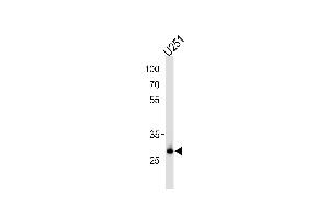 Western blot analysis in U251 cell line lysates (35ug/lane). (CNOT8 抗体  (C-Term))