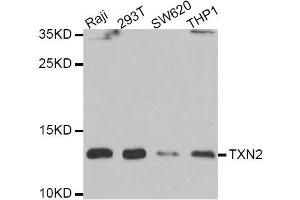 Western blot analysis of extracts of various cell lines, using TXN2 antibody. (TXN2 抗体  (AA 1-166))