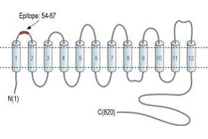 Representative domain view of the target of ABIN7582078.
