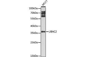 Western blot analysis of extracts of MCF7 cells, using UB antibody (ABIN7271120) at 1:1000 dilution. (UBAC2 抗体  (AA 220-310))
