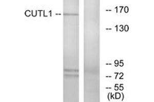 Western blot analysis of extracts from K562 cells, using CUTL1 Antibody. (CUX1 抗体  (AA 10-59))