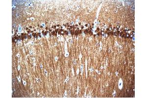 Immunohistochemical staining of pyrimidal cells in the rat hippocampus, formalin-fixed paraffin-embedded tissue section with no pre-treatment (20X magnification). (CAN 抗体  (AA 247-449))