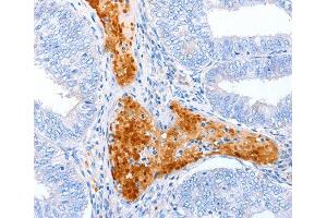 Immunohistochemistry (IHC) image for anti-Alkaline Sphingomyelinase (Alk-Smase) antibody (ABIN3016967) (ENPP7 抗体)