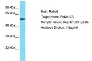 Image no. 1 for anti-Family with Sequence Similarity 117, Member A (FAM117A) (AA 327-376) antibody (ABIN6750562) (FAM117A 抗体  (AA 327-376))