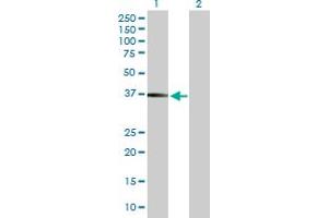 Western Blot analysis of FCGR2B expression in transfected 293T cell line by FCGR2B MaxPab polyclonal antibody. (FCGR2B 抗体  (AA 1-310))