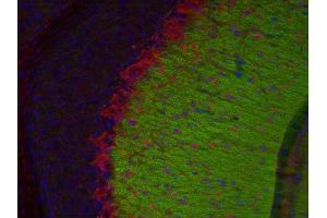 Indirect immunostaining of a PFA fixed mouse cerebellum section with anti-synaptotagmin 12 (dilution 1 : 200; green) and mouse anti-parvalbumin (ABIN1742401, dilution 1 : 200; red).