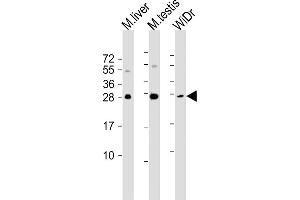 All lanes : Anti-CDX1 Antibody (C-term) at 1:1000-1:2000 dilution Lane 1: mouse liver lysate Lane 2: mouse testis lysate Lane 3: WiDr whole cell lysate Lysates/proteins at 20 μg per lane. (CDX1 抗体)