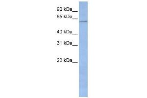 CYP2C19 antibody used at 1 ug/ml to detect target protein. (CYP2C19 抗体  (Middle Region))