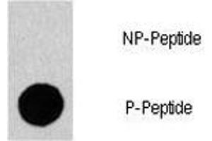 Dot blot analysis of phospho-Gab1 antibody. (GAB1 抗体  (pTyr659))