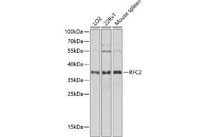 Western blot analysis of extracts of various cell lines, using RFC2 antibody (ABIN6132593, ABIN6146879, ABIN6146880 and ABIN6222577) at 1:1000 dilution. (RFC2 抗体  (AA 38-297))