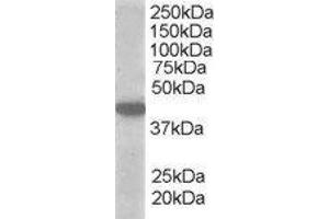 ABIN2559946 (1µg/ml) staining of A549 lysate (35µg protein in RIPA buffer). (SLC16A7 抗体  (C-Term))