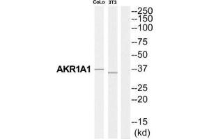 Western Blotting (WB) image for anti-Aldo-Keto Reductase Family 1, Member A1 (Aldehyde Reductase) (AKR1A1) (C-Term) antibody (ABIN1850711) (AKR1A1 抗体  (C-Term))