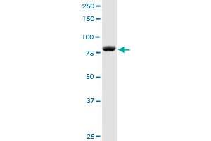 DGKA MaxPab rabbit polyclonal antibody. (DGKA 抗体  (AA 1-735))