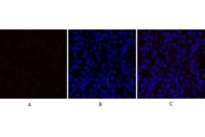 Immunofluorescence analysis of rat lung tissue. (TGFB1 抗体  (AA 310-390))