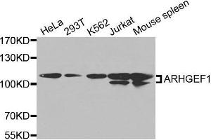 Western blot analysis of extracts of various cell lines, using ARHGEF1 antibody. (ARHGEF1 抗体  (AA 783-912))