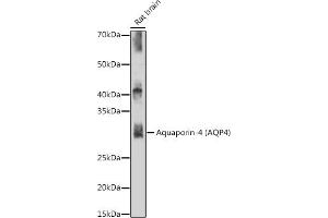 Western blot analysis of extracts of Rat brain, using Aquaporin-4 (Aquaporin-4 ) antibody (ABIN7265653) at 1:500 dilution. (Aquaporin 4 抗体)