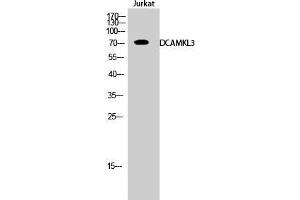 Western Blot (WB) analysis of Jurkat cells using DCAMKL3 Polyclonal Antibody. (DCLK3 抗体  (Internal Region))