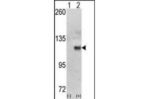 Western Blotting (WB) image for anti-Hexokinase 1 (HK1) (AA 78-108), (N-Term) antibody (ABIN392759)