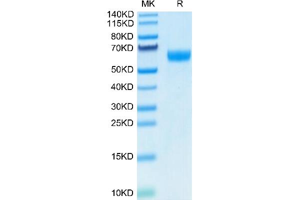 Ephrin B2 Protein (EFNB2) (AA 28-229) (Fc Tag)